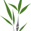Moso Bamboo